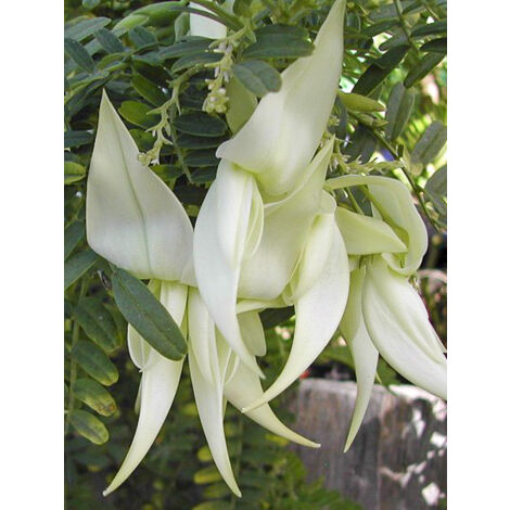 Pince de Homard 'White Heron' Pot de 3L/4L (1/2)