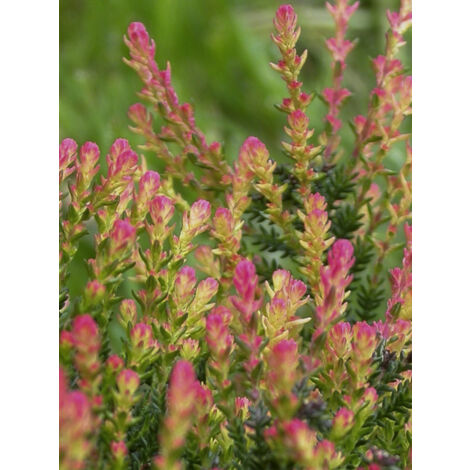 Bruyère commune, Brande 'Spring Torch' Godet de 8/9 cm (1/2)