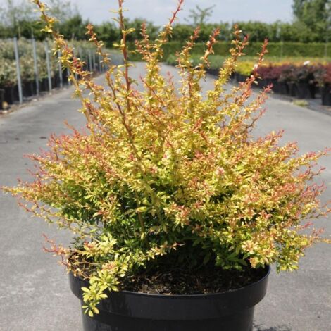 Berberis thunbergii Golden Dream - Épine-vinette Pot de 2L/3L (1/2)