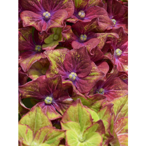 Hortensia 'Schloss Wackerbarth' Pot de 3L/4L (1/2)