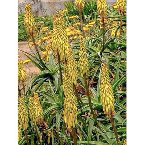 Aloes 'Artjungle' Godet de 8/9 cm (1/2)