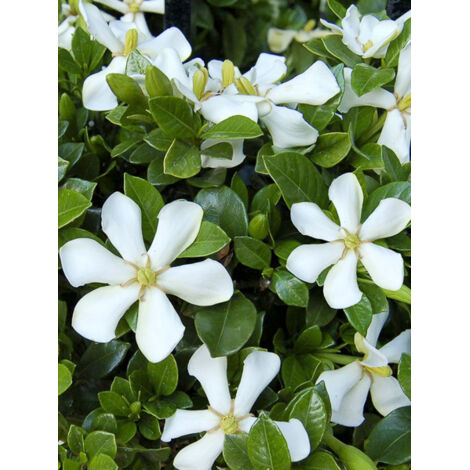 Gardénia, Jasmin du Cap 'Pinwheel' Pot de 2L/3L (1/5)