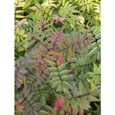 Sorbaria 'Pink Hopi' Pot de 2L/3L (1/2)