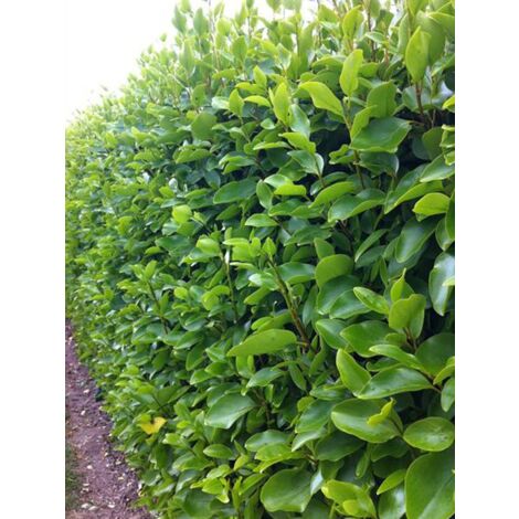 Griselinie du littoral – Arbuste vigoureux 250 cm – Feuillage semi-persistant vert pomme – Godet de 8/9 cm