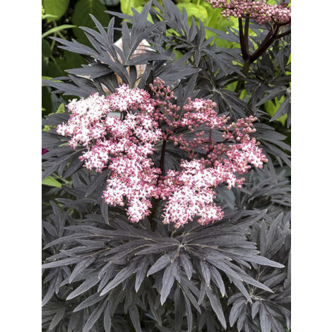 Sureau noir 'Straight Laced' Pot de 3L/4L (1/2)