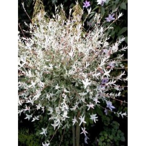 Saule crevette 'Hakuro Nishiki' Pot de 2L/3L, Tige de 60 cm