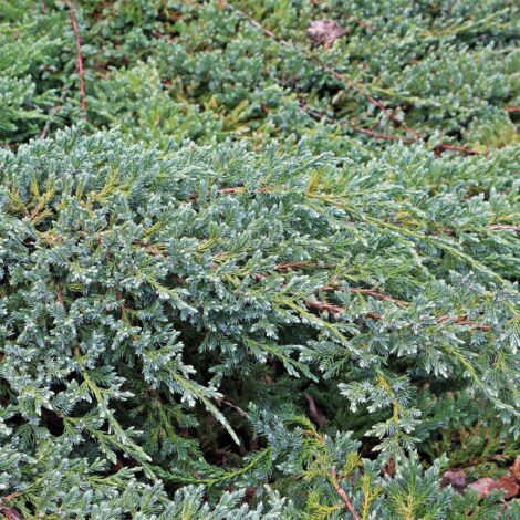 Genévrier écailleux - Juniperus squamata Blue Swede Pot de 2L/3L (1/2)