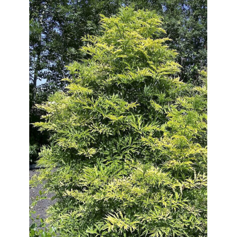 Sureau noir 'Golden Tower' Pot de 7,5L/10L