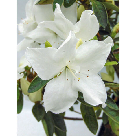 Azalée japonaise 'Eucharis' Pot de 2L/3L (1/2)