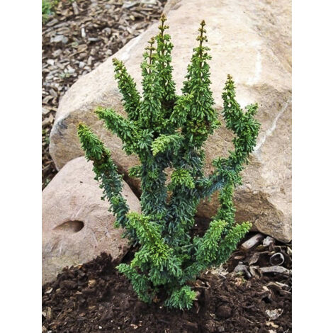 Cyprès hinoki du Japon 'Chirimen' Pot de 2L/3L (1/2)