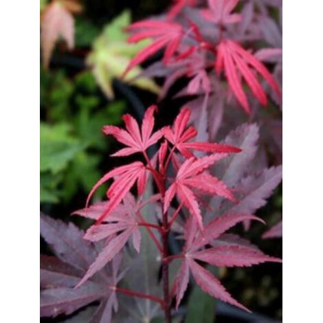Érable du Japon 'Shaina' Pot de 6L/7L
