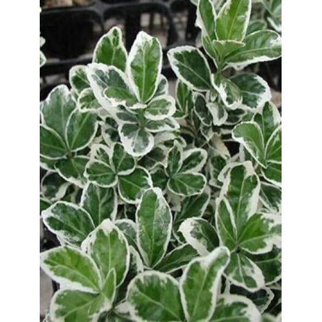 Fusain du Japon 'Kathy' Pot de 7,5L/10L (1/2)