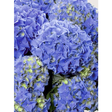Hortensia 'Early Blue' Pot de 2L/3L (1/2)