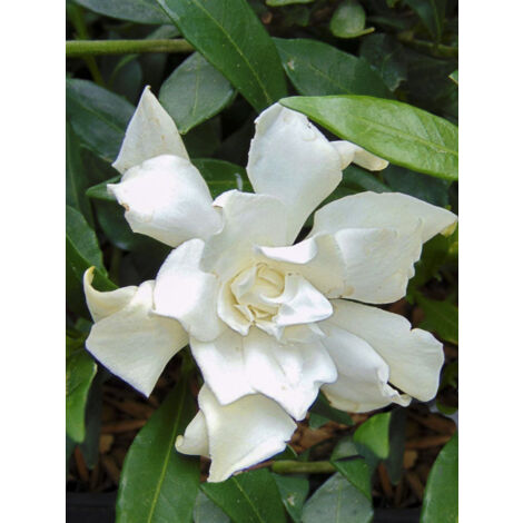 Gardénia, Jasmin du Cap 'Perfumed Petticoats' Pot de 2L/3L