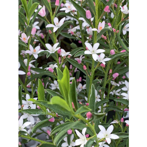 Eriostemon myoporoides Pot de 3L/4L (1/2)