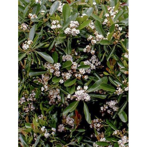 Rhaphiobotrya Coppertone - néflier hybride Pot de 3L/4L (1/2)