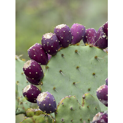 Cactus raquette discata Pot de 4L/5L (1/2)