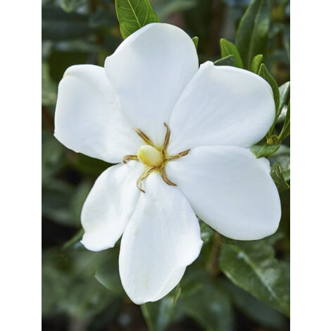 Gardénia, Jasmin du Cap 'Sweetheart' Pot de 2L/3L (1/2)