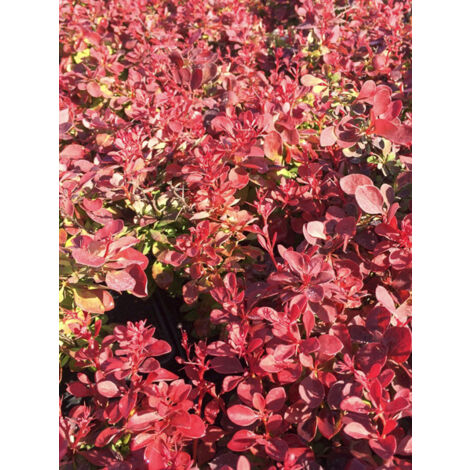 Épine-vinette de Thunberg 'Fireball' Pot de 2L/3L (1/2)