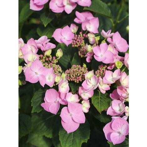 Hortensia 'Teller Messalina' Pot de 2L/3L (1/2)