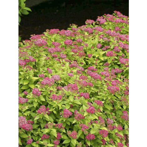 Spirée japonaise 'Double Play Gold' Pot de 2L/3L (1/2)