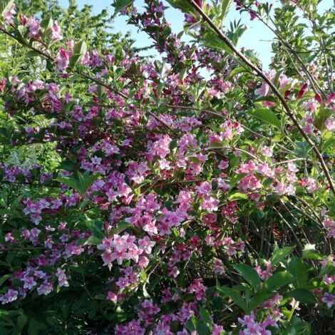 Weigela  'Stelzneri' Pot de 2L/3LShipped height around 30/40cm