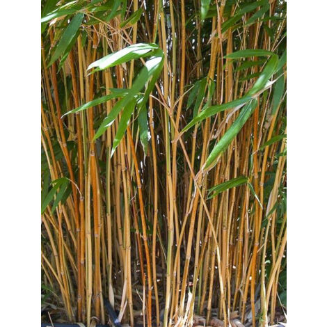Bambou 'Kimmei' Pot de 4L/5L (1/2)