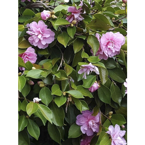 Camélia d'automne 'Waterfall Pink' Pot de 4L/5L (1/2)