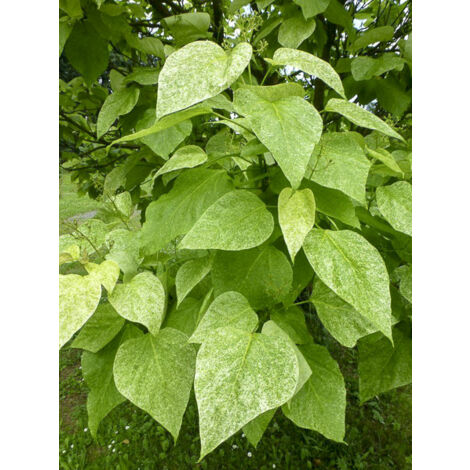 Catalpa de Caroline 'Pulverulenta' Pot de 7,5L/10L