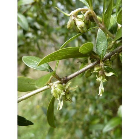 Garrya thuretii Pot de 2L/3L (1/2)
