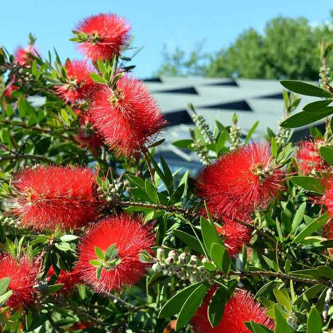 Callistemon Inferno – Rince-bouteille en godet 8/9 cm – Fleurs rouges en épis – Arbuste persistant pour climat doux