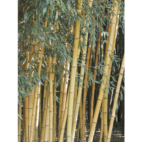 Phyllostachys 'Sulphurea' Pot de 4L/5L (1/2)