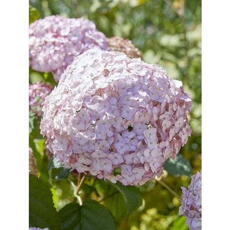 Hortensia de Virginie 'Candybelle Bubblegum' Pot de 3L/4L (1/2)