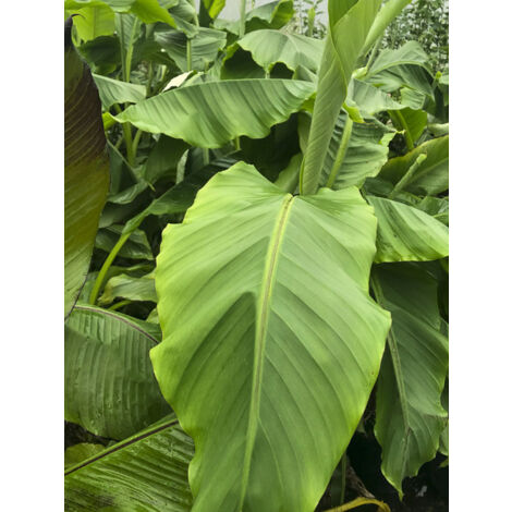Babanier 'Sakhalin' Pot de 4L/5L (1/2)