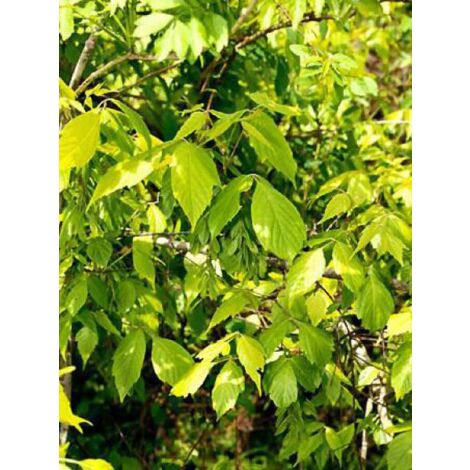 Érable à feuille de frène Pot de 7,5L/10L (1/2)