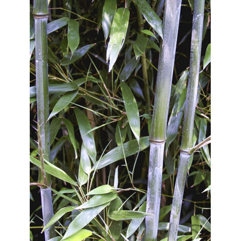 Phyllostachys flexuosa Pot de 12L/15L (1/2)