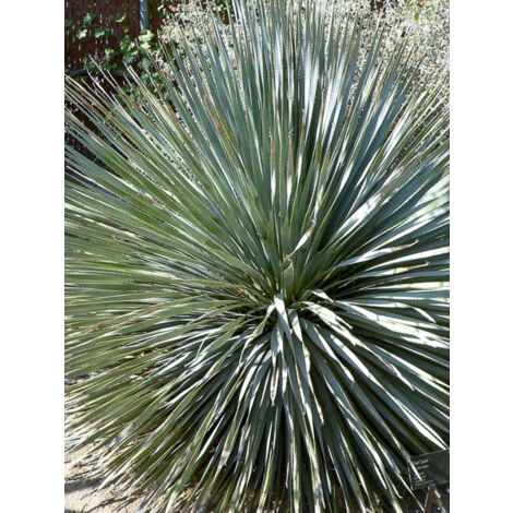Dacylire wheeleri Pot de 3L/4L