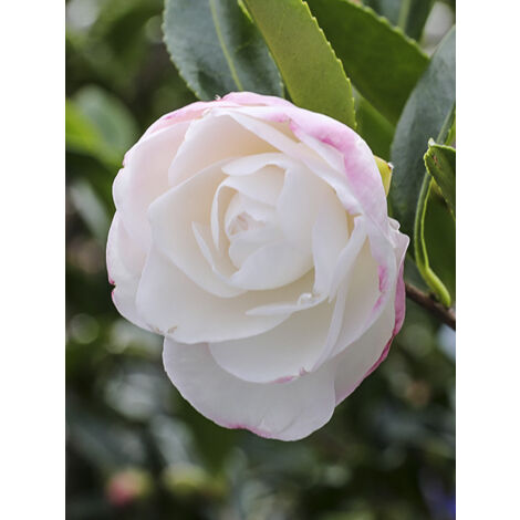 Camélia d'automne 'Early Pearly' Pot de 4L/5L (1/2)
