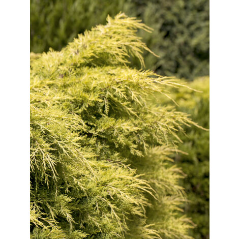Genévrier de Chine 'Golden Saucer' Pot de 2L/3L (1/2)
