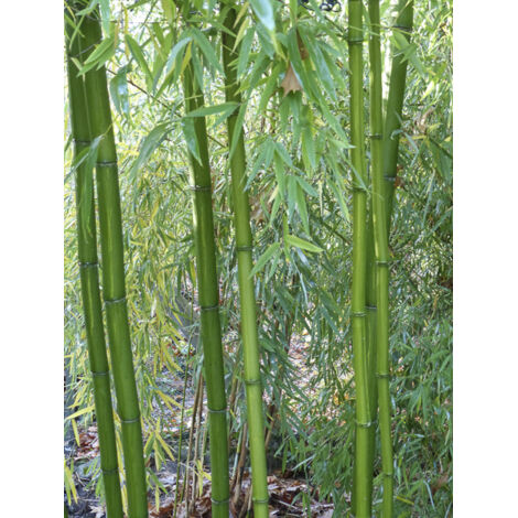 Bambou géant 'MacClure' 100-150cm – Pot de 4L/5L – Exposition soleil, mi-ombre – Très rustique jusqu'à -23°C (1/2)