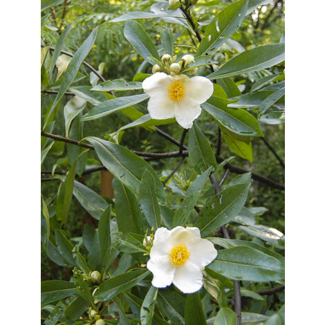 Gordlinia grandiflora Pot de 3L/4L (1/2)