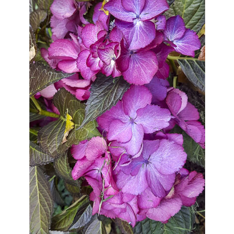Hortensia 'Dark Angel Purple' Pot de 4L/5L (1/2)
