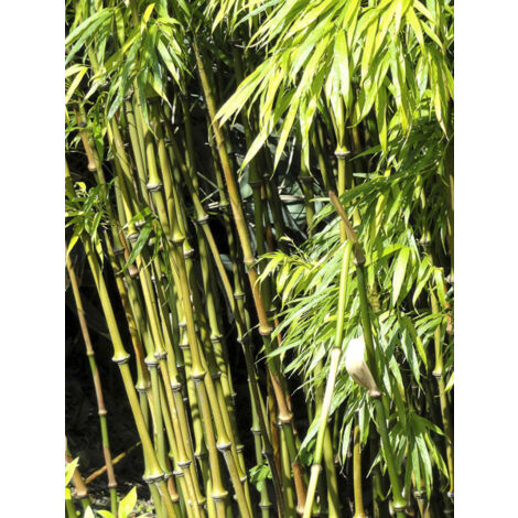 Chimonobambusa 'Microphylla' Pot de 12L/15L
