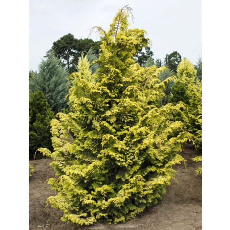 Cyprès hinoki du Japon 'Aurea' Pot de 12L/15L, Tige de 60 cm