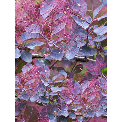 Arbre à perruque 'Dusky Maiden' Pot de 3L/4L (1/2)