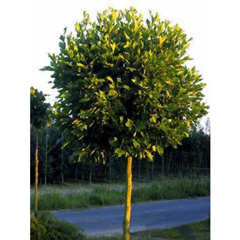 Platane à feuilles d'érable 'Alphen's Globe' – Hauteur à maturité 1000 cm – Pot 7,5L/10L – Très résistant jusqu'à -23°C