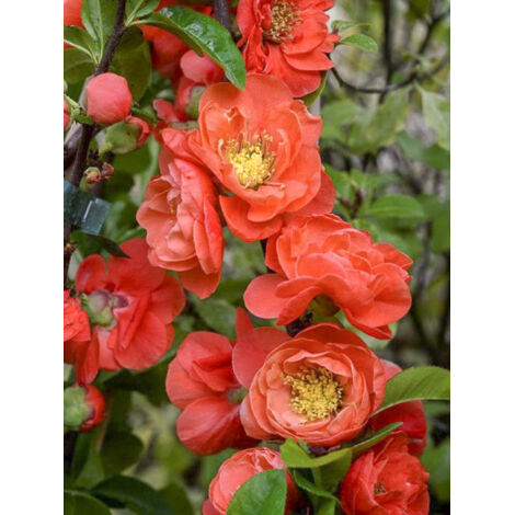 Cognassier du Japon 'Mango Storm' Pot de 3L/4L (1/2)