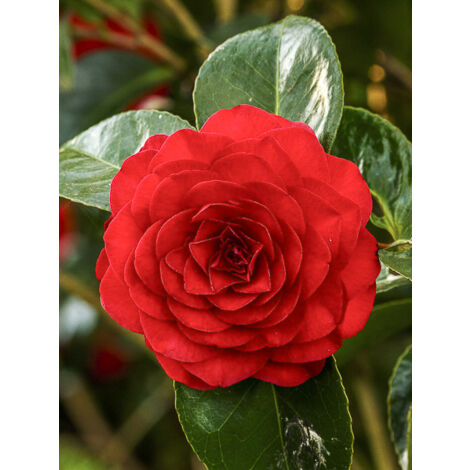 Camélia du Japon 'Roger Hall' Pot de 3L/4L (1/2)