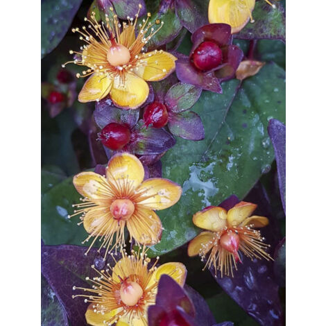Millepertuis 'Magical Universe' Pot de 4L/5L (1/2)