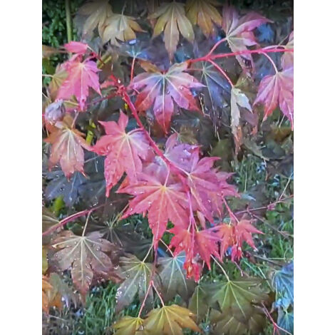 Érable du Japon 'Brown Sugar' Pot de 7,5L/10L (1/2)